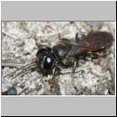 Tachysphex obscuripennis - Grabwespe w10a 9mm Sandgrube Niedringhaussee.jpg